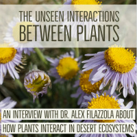 The unseen interactions between plants