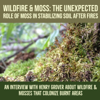 Wildfire and moss: the unexpected role of moss in stabilizing soil after fires
