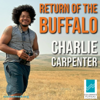 Return of the Buffalo