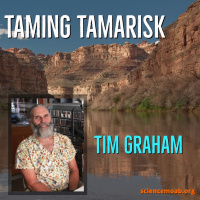 Taming Tamarisk