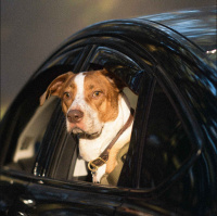 Ska du omplacera din hund?