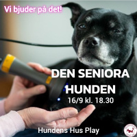 Inför Den Seniora Hunden med Anna Stenfeldt 16/9 på Hundens Hus Play