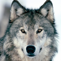 Presentazione Podcast Zanna Bianca