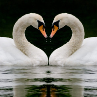 Finding Comfort After Miscarriage