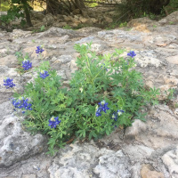 The Blue Bonnet Child Near You