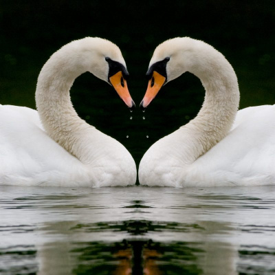 Newborn Promise Podcast