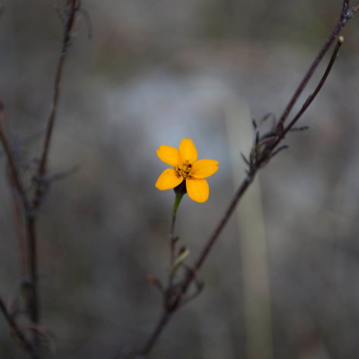 Newborn Promise Podcast