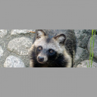 KP23: Karneval der Tiere