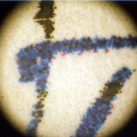 Firmas escaneadas y más falsificaciones