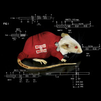 Preview: The Mouse that Changed Science