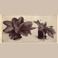 The Disappearing Spoon: Whats the Longest Word in the English Language?