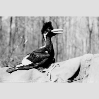 The Death of the Lord God Bird 