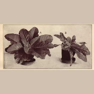 Distillations: Science + Culture + History