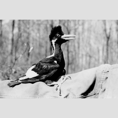 Distillations: Science + Culture + History