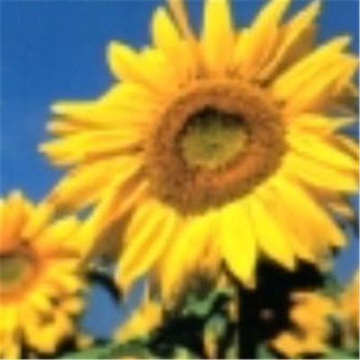 Talk Live With Iyafadara!