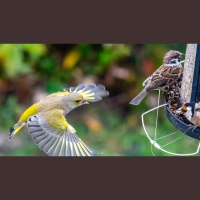 Birdwatch launches its 37th annual Irish Garden Bird Survey