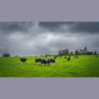 Gardaí investigate theft of 18 cattle worth £30,000