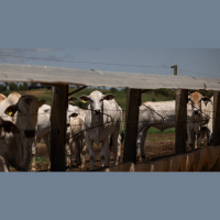 IFJ probe undermines EU-Mercosur trade deal, says IFA