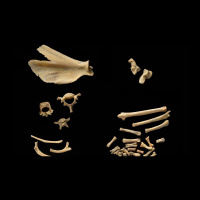 Remains of ancient wildcat found in Co. Clare cave confirmed to be 5,500 years old