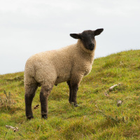 De goede Herder - Johannes 10