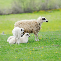 Psalm 23 en de Namen van God