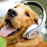 That Dog Training Show Ep 75 - So Smart Theyre Shubsters