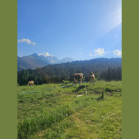  Mountain cowbell chorus