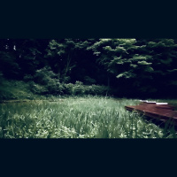 Schlegels green tree frog