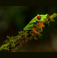 Amphibian voices at dawn, Asokore-Dabiasem