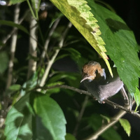 Nighttime In Sabah rainforest