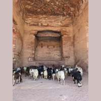 Petra anamnetic (binaural)