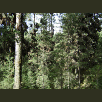 Monarch butterfly sanctuary