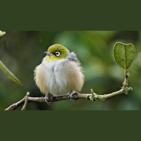 Dawn chorus at Okarito