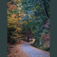 Forest bathing in Kasugayama Primeval Forest