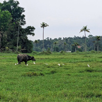 Farm life, Kerala