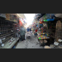 Ka Faroshi bird market, Kabul