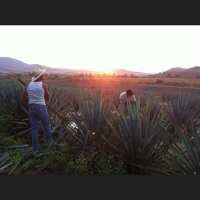 Agave