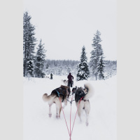 Feeding the Greenlandic sled dogs