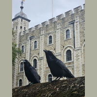 Talking with the Tower ravens