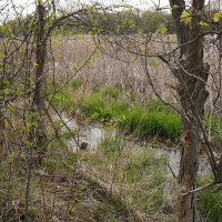 Hydrophone recording of photosynthesis activity