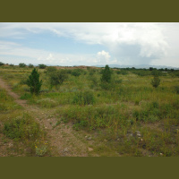 Desert insects at Paquime