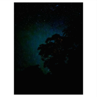 Where the wild things whisper