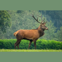 Red deer rut, Orleans Forest