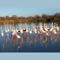 Camargue serenade: flamingo nuptial dance