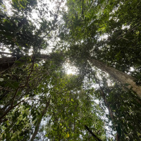 Daytime in Taman Negara