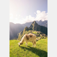 The trek to Machu Picchu