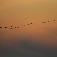 Birdsong from West Street