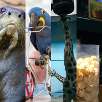 Mt. Rushmore of the Zoo