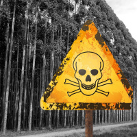 11 - Rejones de muerte: la agonía del bosque atlántico.