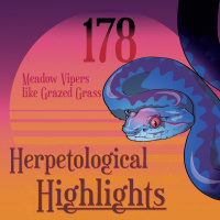 178 Meadow Vipers like Grazed Grass